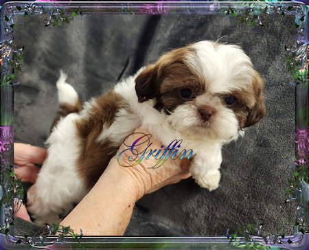 Tiny little male chinese imperial shih tzu puppies for sale teacup